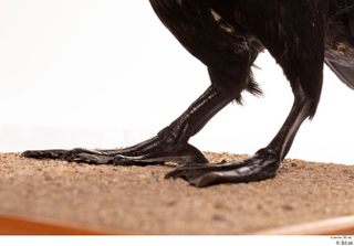 Double-crested cormorant Phalacrocorax auritus leg 0003.jpg